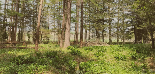 野田木材工業株式会社HPトップページへ